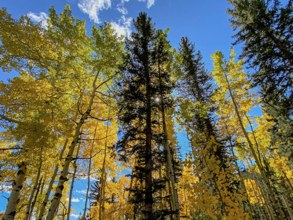 Looking up at Aspen and evergreen trees and a blue sky. The Aspen leaves are golden against a sunny blue sky. 